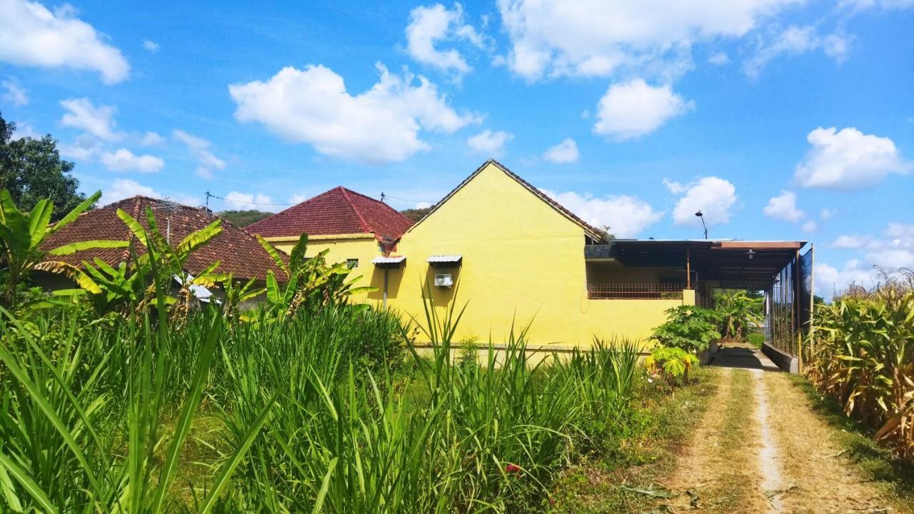 Bougenville * Lembar (Lombok)